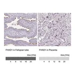 Merck Anti-FHAD1 antibody produced in rabbit