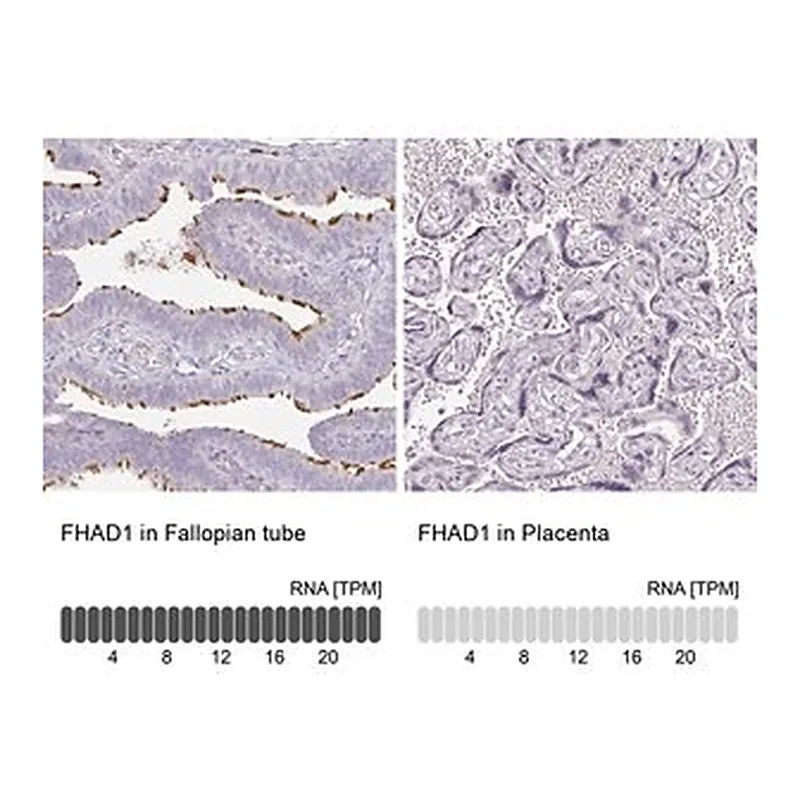 Merck Anti-FHAD1 antibody produced in rabbit
