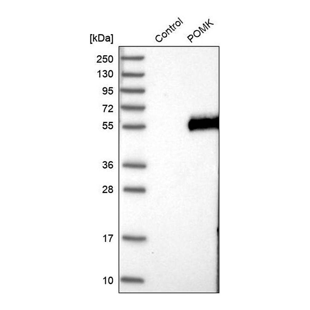 Merck Anti-POMK antibody produced in rabbit