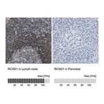 Merck Anti-RCSD1 antibody produced in rabbit