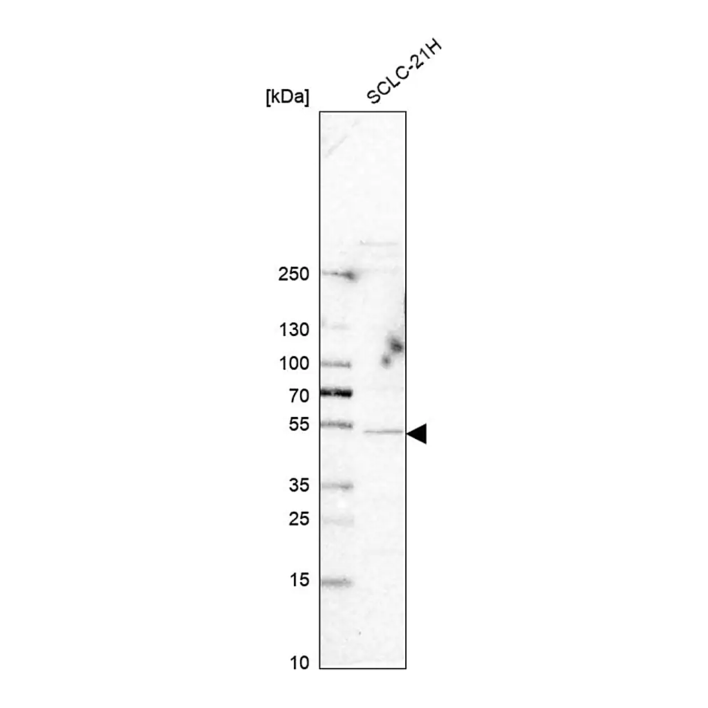 Merck Anti-SYT4 antibody produced in rabbit
