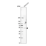Merck Anti-SYT4 antibody produced in rabbit