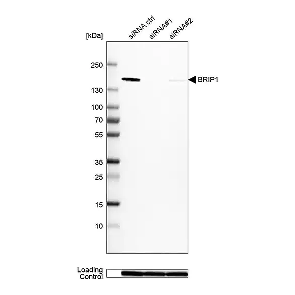 Merck Anti-BRIP1 antibody produced in rabbit