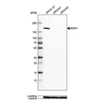 Merck Anti-BRIP1 antibody produced in rabbit