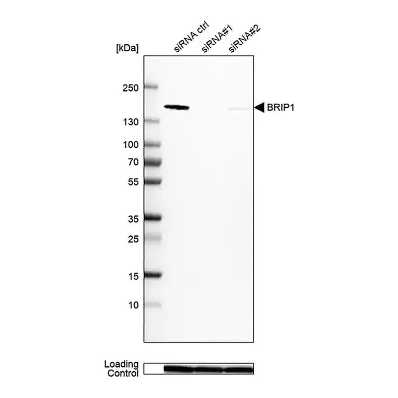 Merck Anti-BRIP1 antibody produced in rabbit