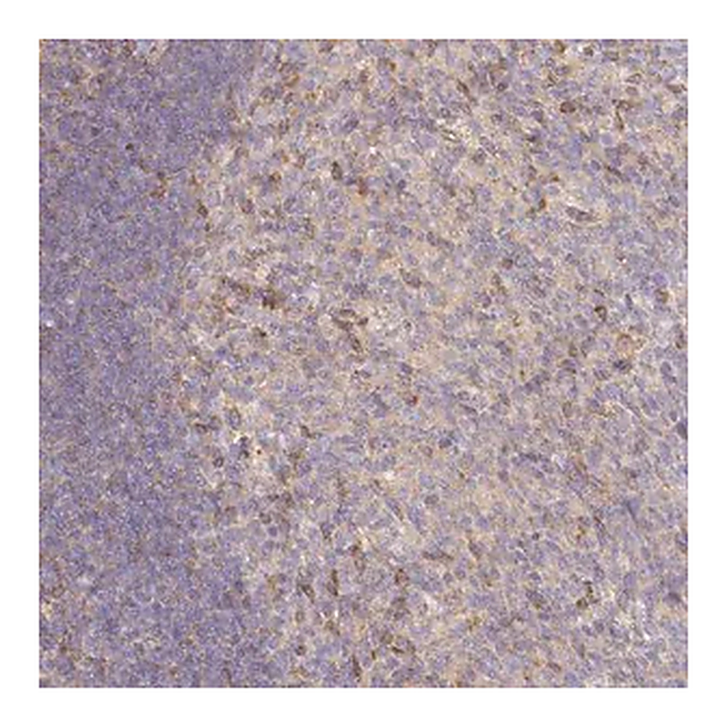 Merck Anti-NIN antibody produced in rabbit