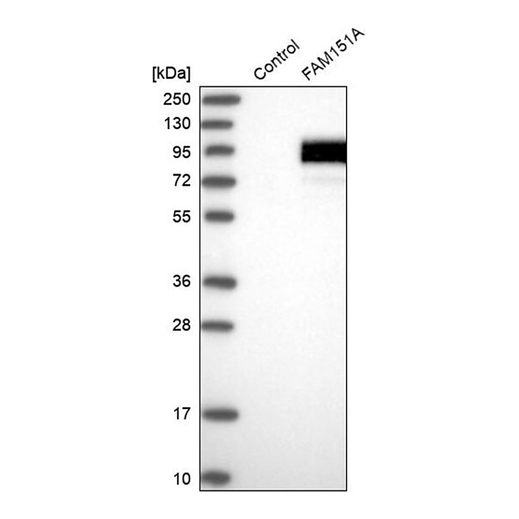 Merck Anti-FAM151A antibody produced in rabbit