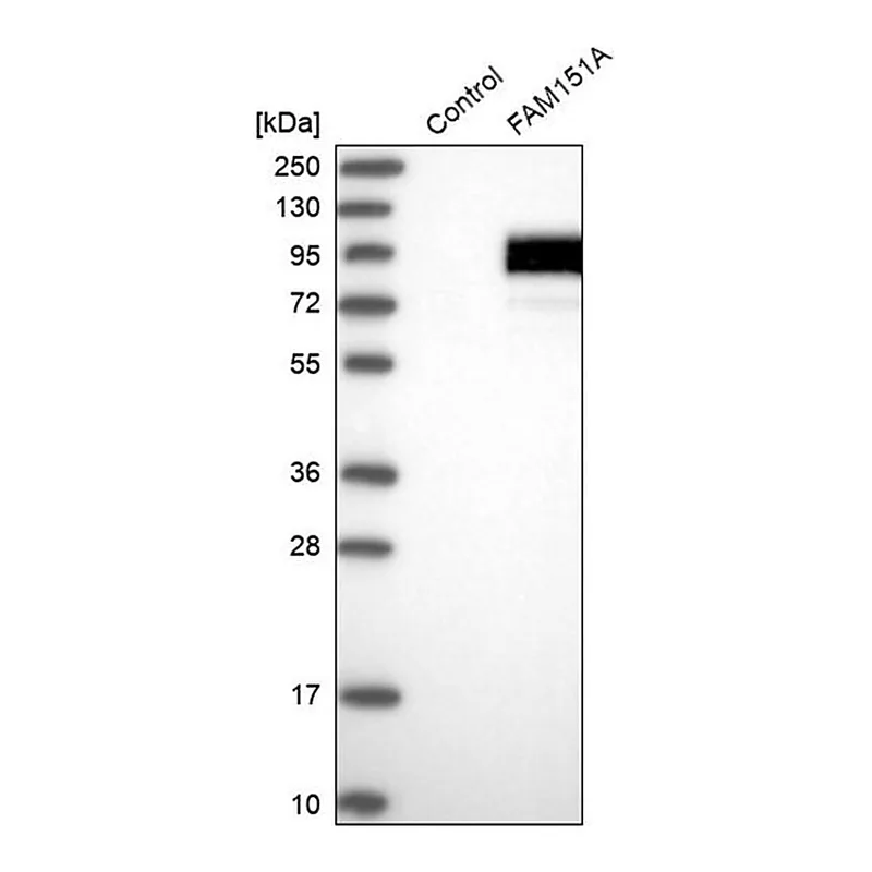 Merck Anti-FAM151A antibody produced in rabbit