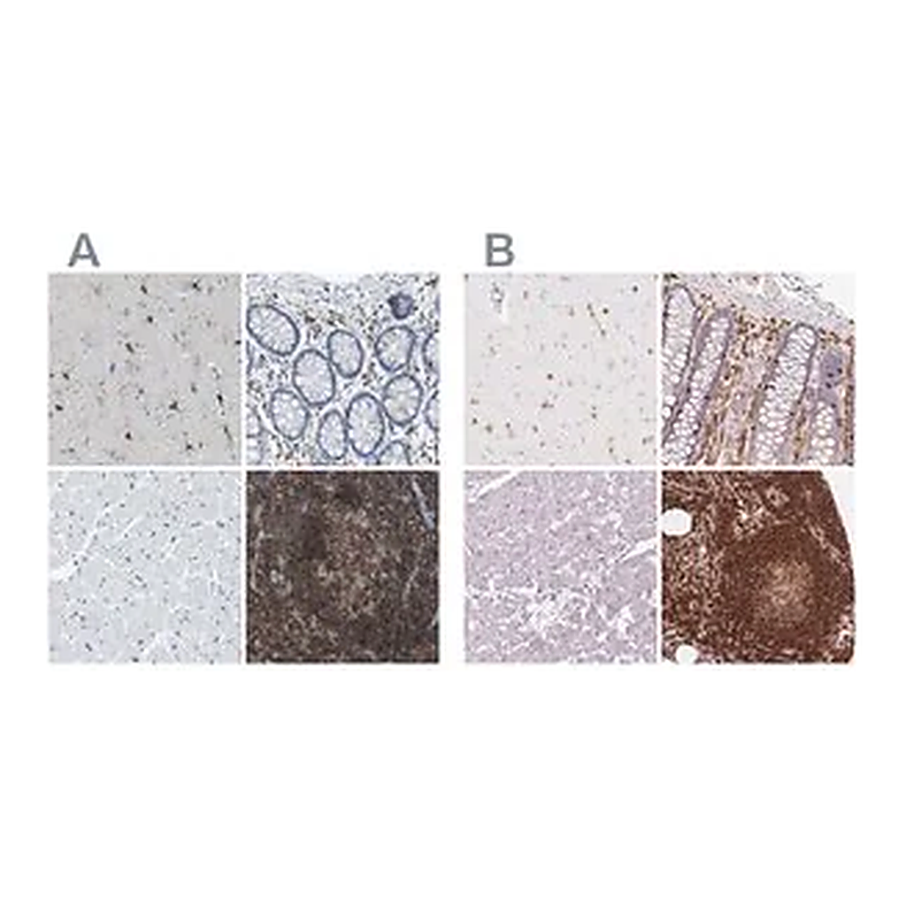 Merck Anti-APBB1IP antibody produced in rabbit