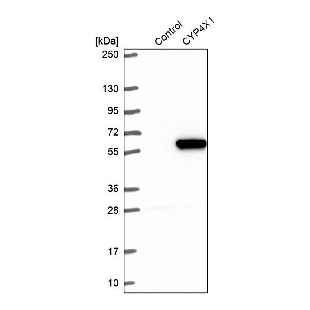 Merck Anti-CYP4X1 antibody produced in rabbit