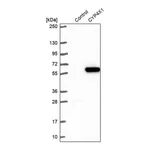 Merck Anti-CYP4X1 antibody produced in rabbit