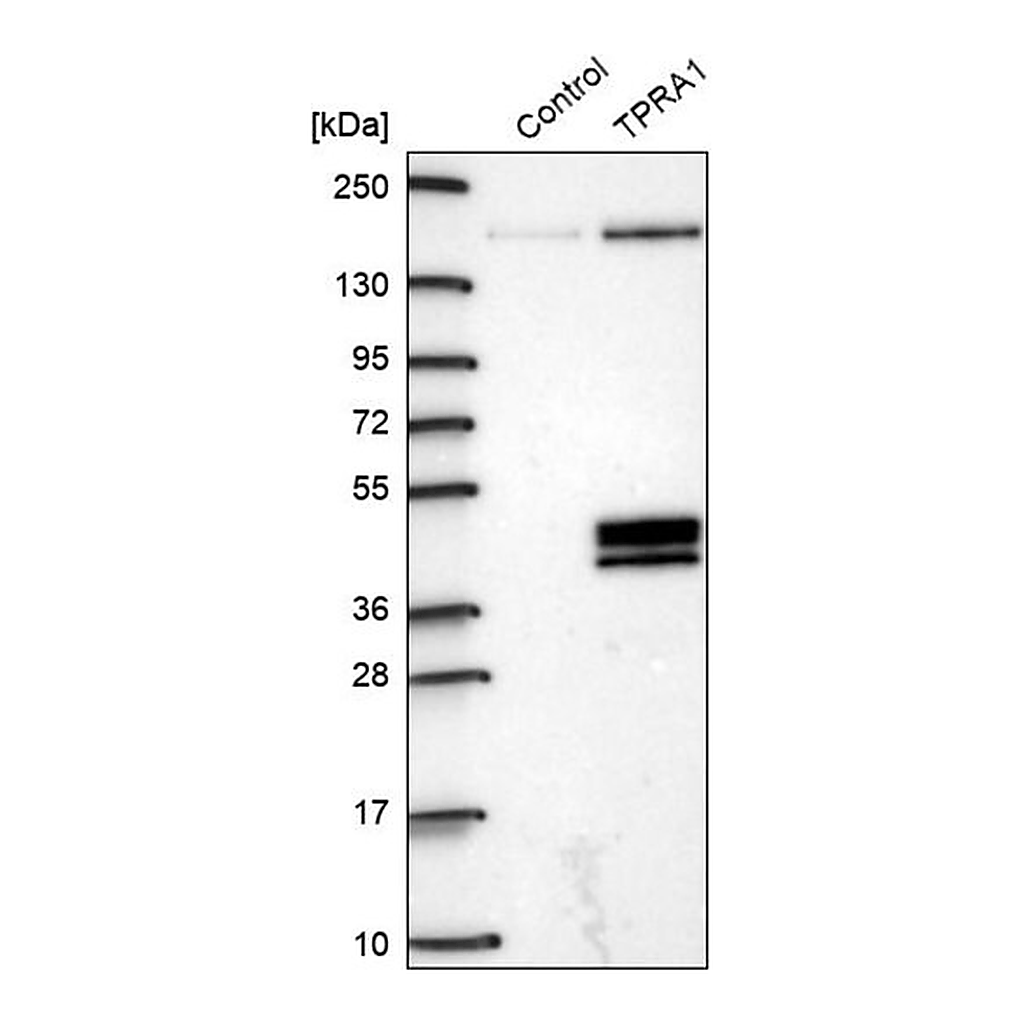 Merck Anti-TPRA1 antibody produced in rabbit