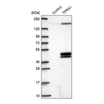 Merck Anti-TPRA1 antibody produced in rabbit