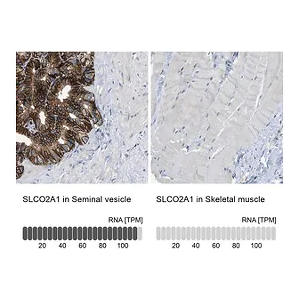 Merck Anti-SLCO2A1 antibody produced in rabbit
