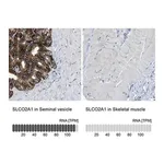 Merck Anti-SLCO2A1 antibody produced in rabbit