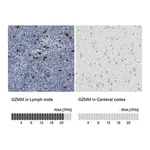 Merck Anti-GZMM antibody produced in rabbit