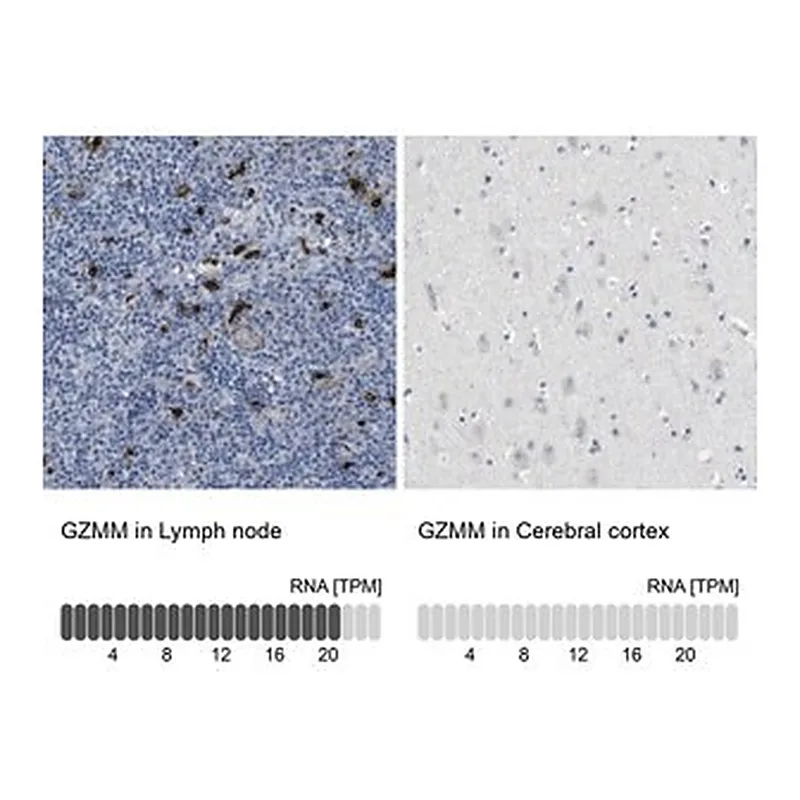 Merck Anti-GZMM antibody produced in rabbit