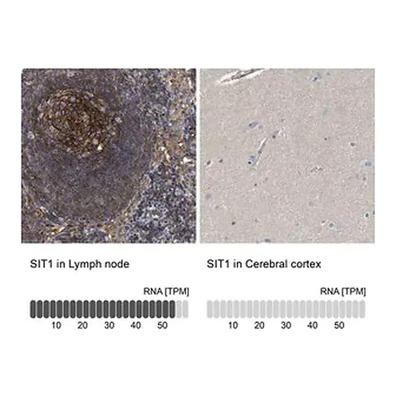 Merck Anti-SIT1 antibody produced in rabbit