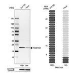 Merck Anti-FAM210A antibody produced in rabbit