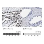Merck Anti-ZFAT antibody produced in rabbit