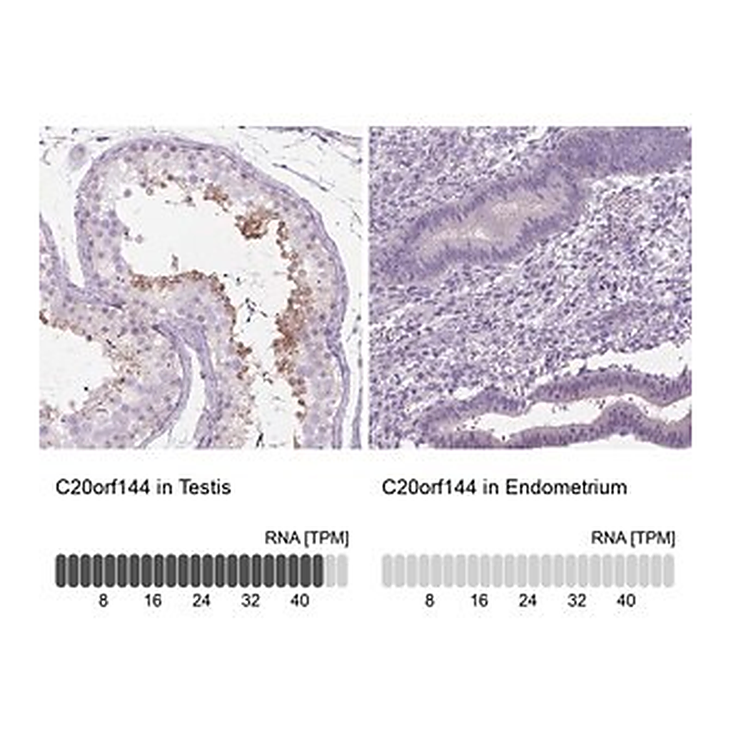 Merck Anti-C20ORF144 antibody produced in rabbit