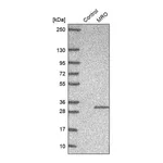Merck Anti-MRO antibody produced in rabbit