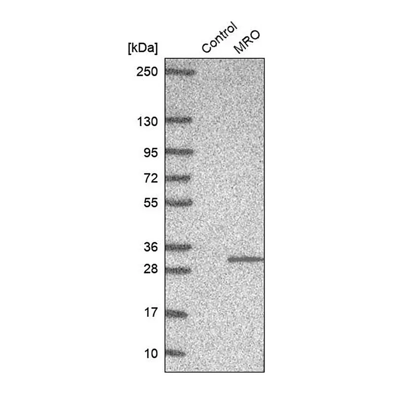Merck Anti-MRO antibody produced in rabbit