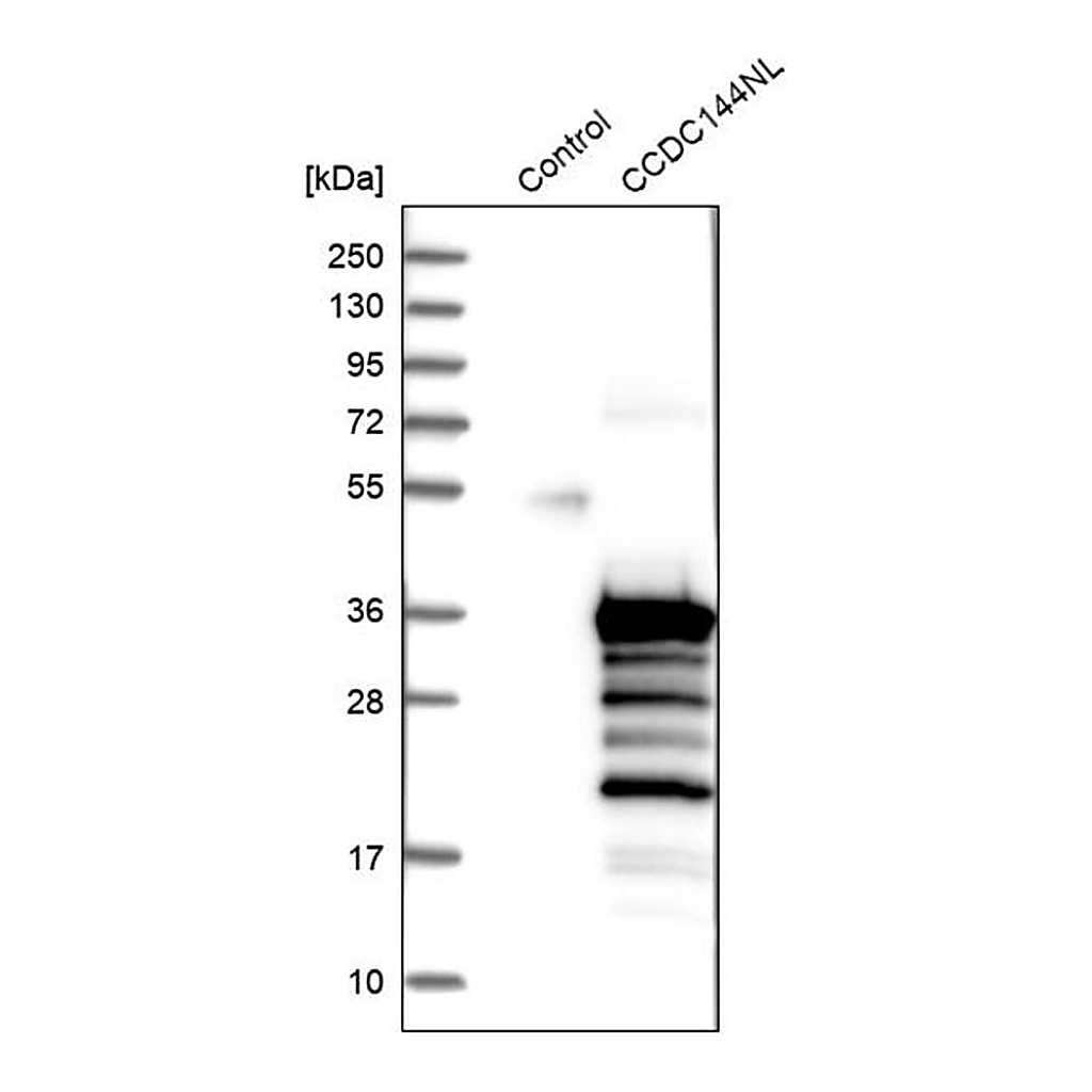 Merck Anti-CCDC144NL antibody produced in rabbit