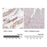 Merck Anti-CHD1 antibody produced in rabbit