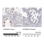 Merck Anti-MYCBPAP antibody produced in rabbit