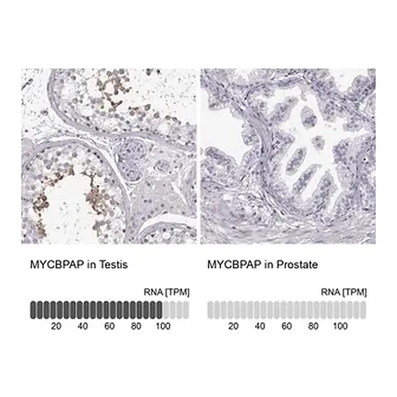 Merck Anti-MYCBPAP antibody produced in rabbit