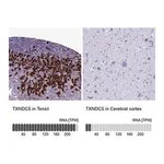 Merck Anti-TXNDC5 antibody produced in rabbit