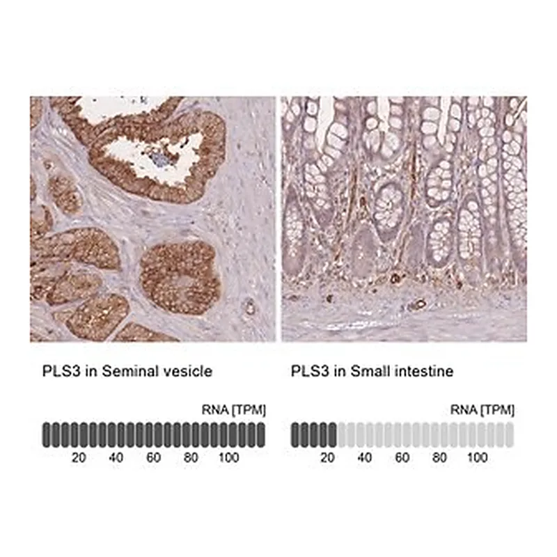Merck Anti-PLS3 antibody produced in rabbit