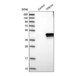 Merck Anti-TFB1M antibody produced in rabbit