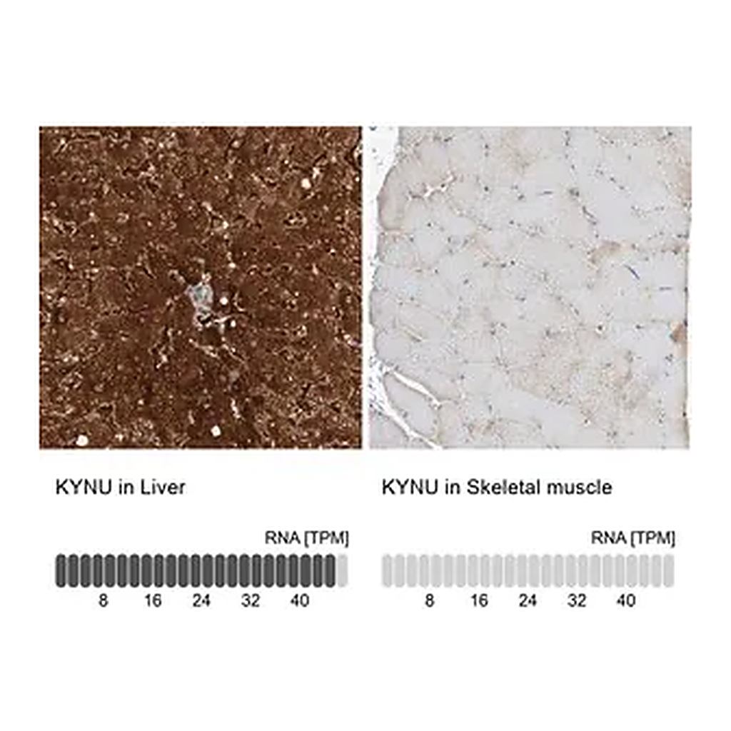 Merck Anti-KYNU antibody produced in rabbit