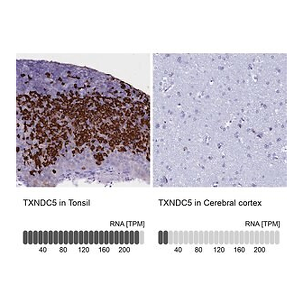 Merck Anti-TXNDC5 antibody produced in rabbit