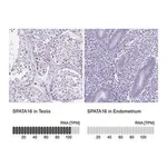 Merck Anti-SPATA16 antibody produced in rabbit