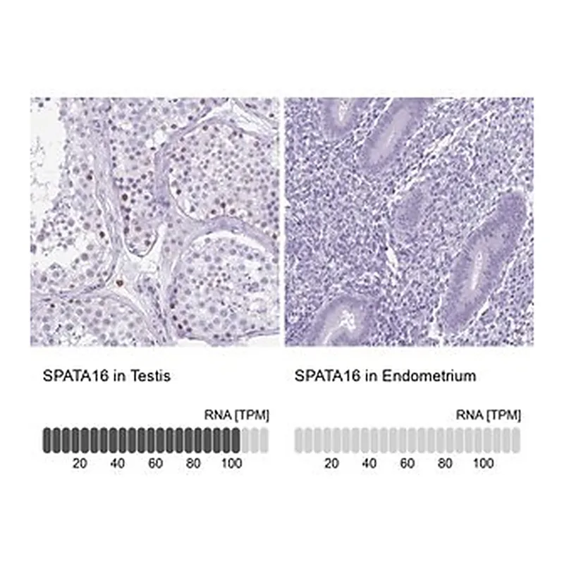 Merck Anti-SPATA16 antibody produced in rabbit