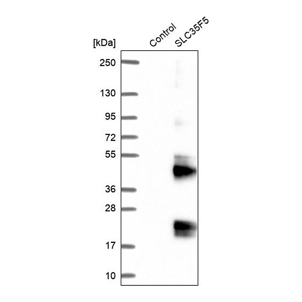 Merck Anti-SLC35F5 antibody produced in rabbit