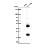 Merck Anti-SLC35F5 antibody produced in rabbit