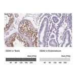 Merck Anti-DDX4 antibody produced in rabbit