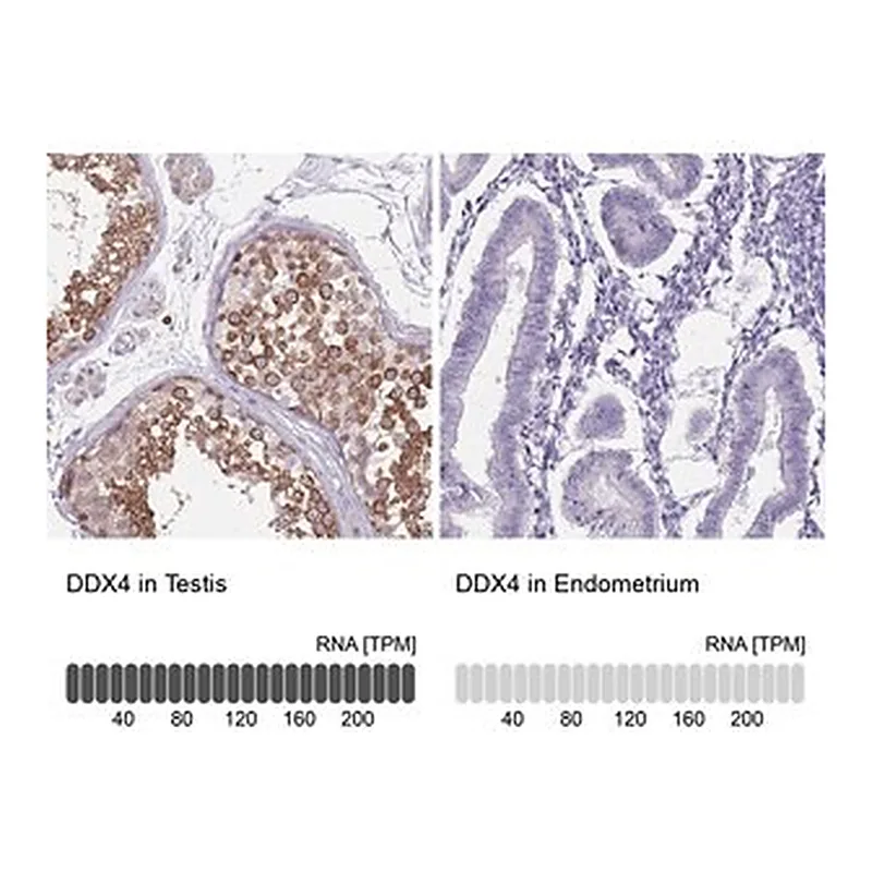 Merck Anti-DDX4 antibody produced in rabbit