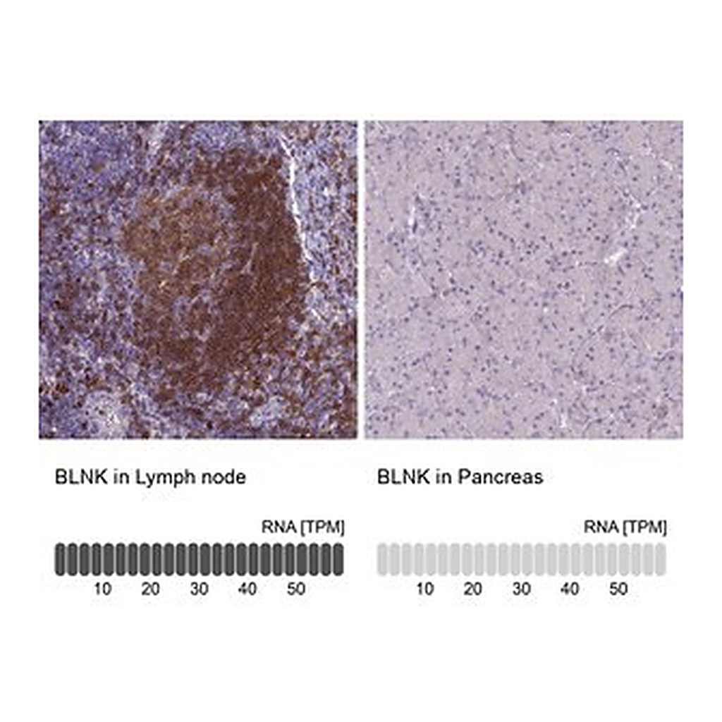 Merck Anti-BLNK antibody produced in rabbit