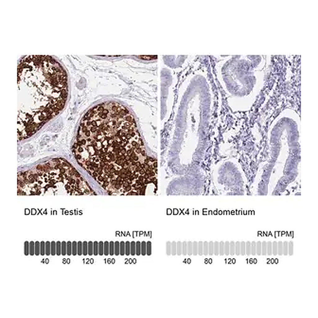 Merck Anti-DDX4 antibody produced in rabbit