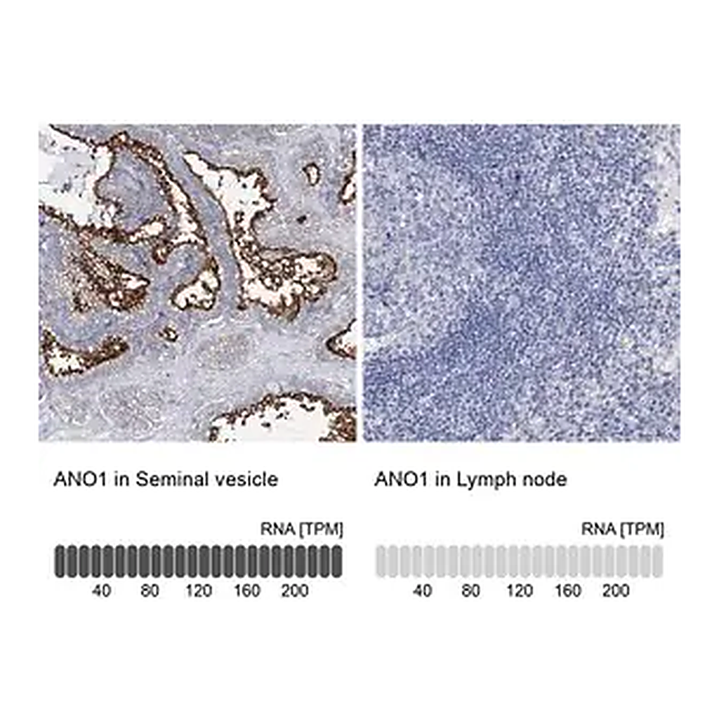 Merck Anti-ANO1 antibody produced in rabbit