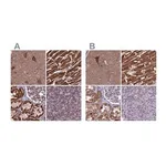 Merck Anti-CS antibody produced in rabbit