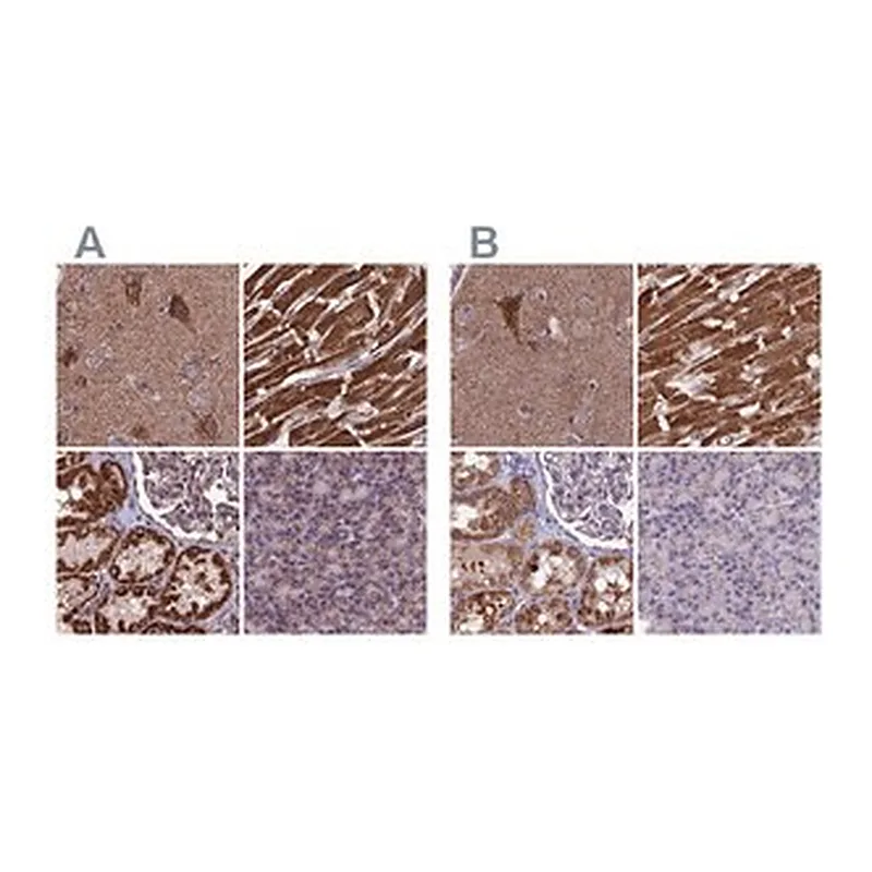 Merck Anti-CS antibody produced in rabbit