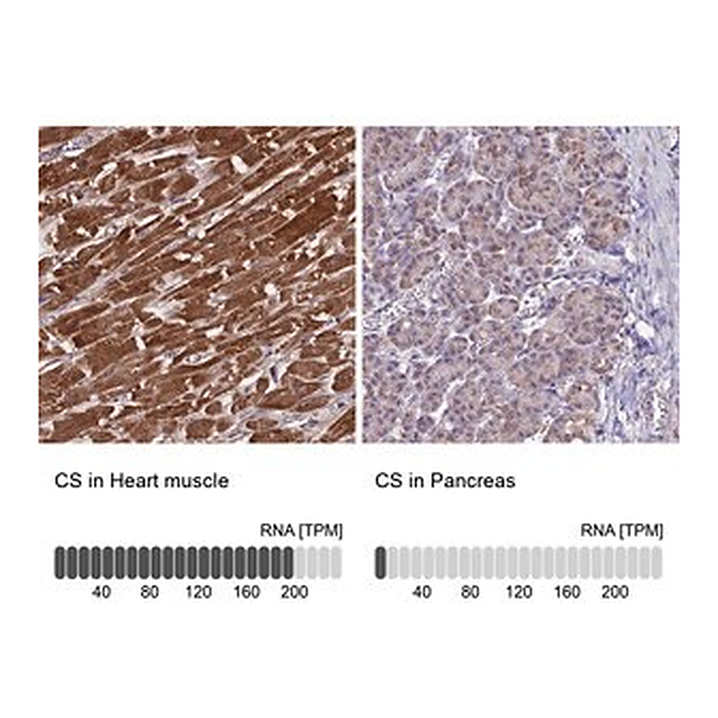 Merck Anti-CS antibody produced in rabbit