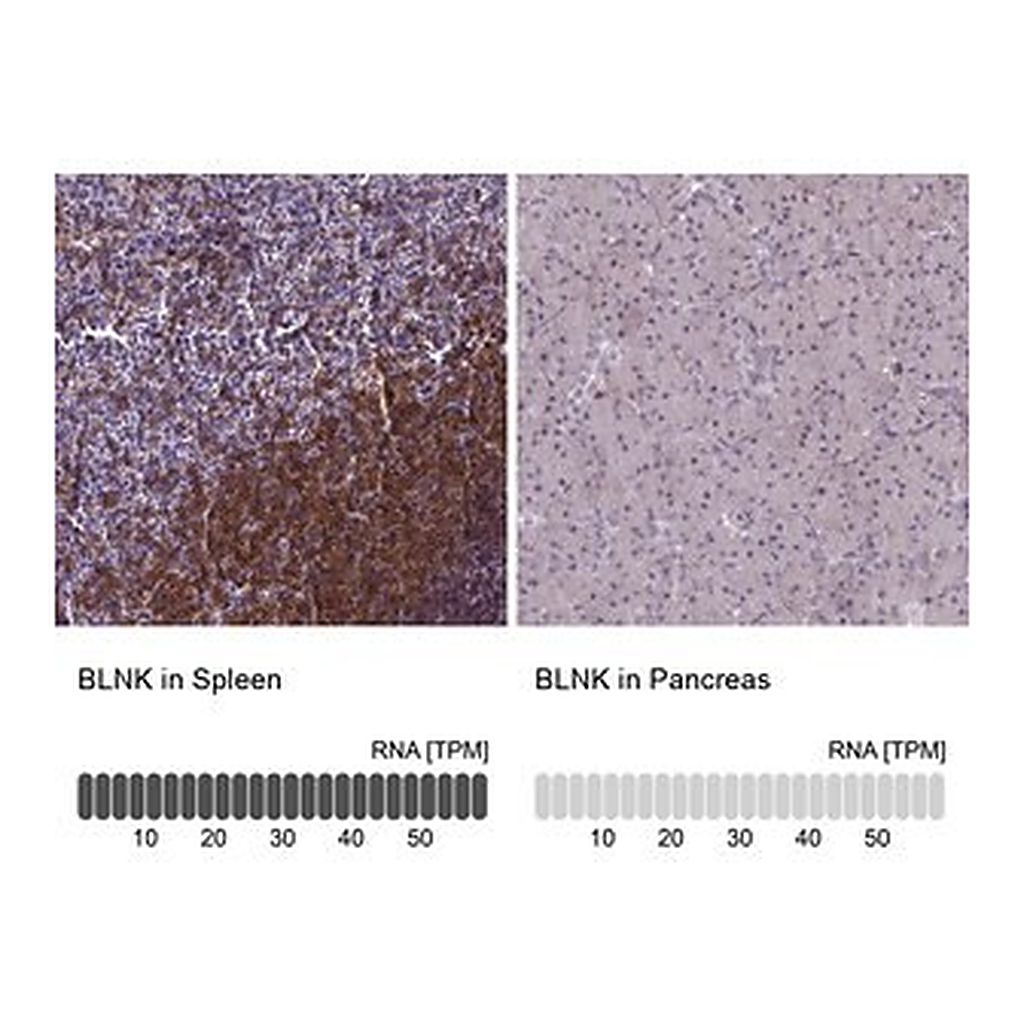 Merck Anti-BLNK antibody produced in rabbit