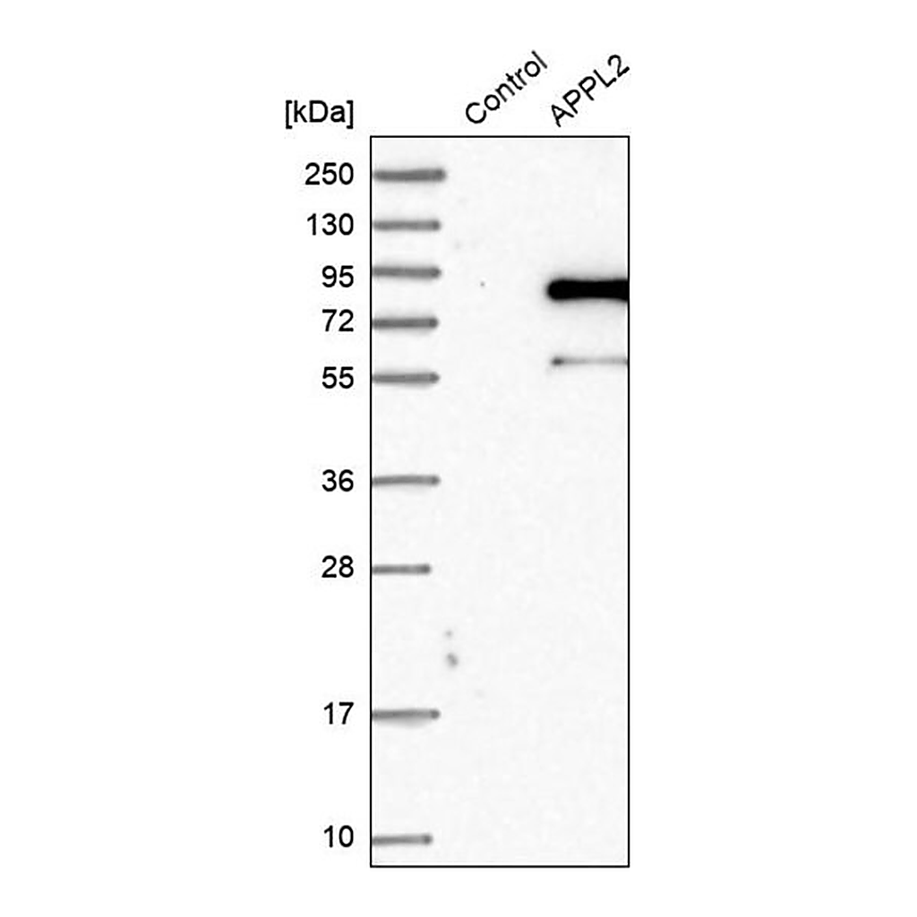 Merck Anti-APPL2 antibody produced in rabbit